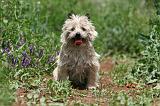 CAIRN TERRIER 562